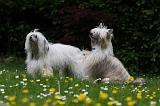 CHIEN NU CHINOIS 179